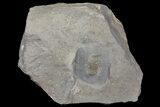 Pelagic Trilobite (Cyclopyge) Fossil - El El Kaid Rami, Morocco #165833-1